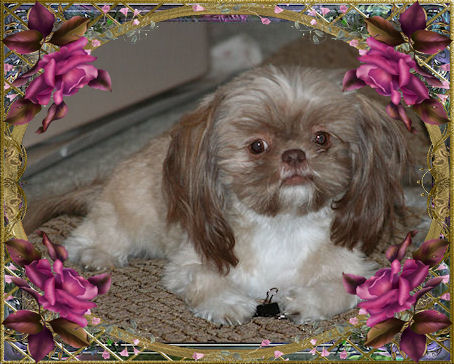Cheyenne,Liver & White, Liver & Chocolate factor, - Chinese Imperial Shih Tzu